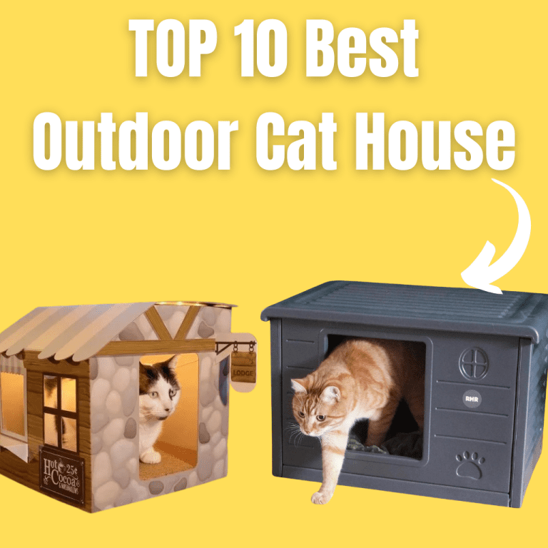 outdoor cat house