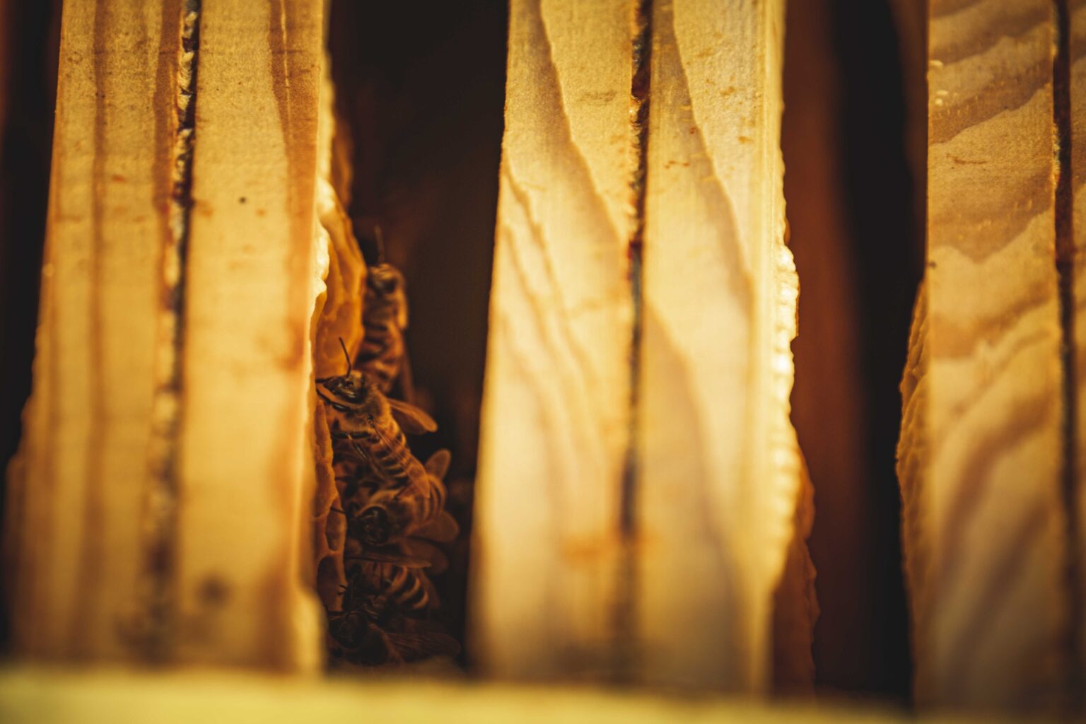 Why DIY Bee Eradication Fails and Professional Hive Extraction Wins